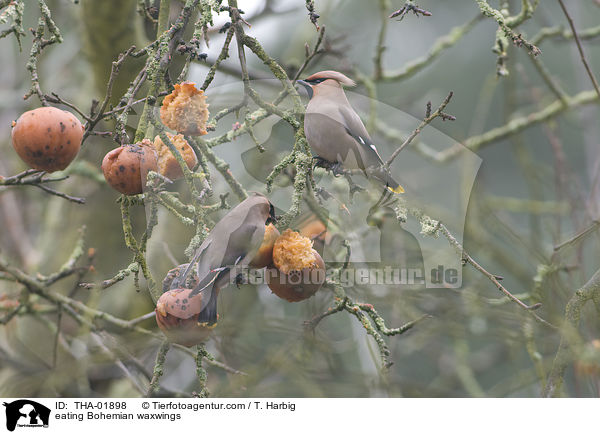 fressende Seidenschwnze / eating Bohemian waxwings / THA-01898