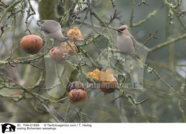 eating Bohemian waxwings / THA-01899