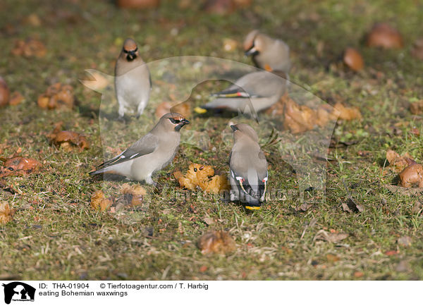eating Bohemian waxwings / THA-01904