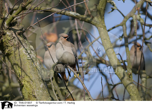 Bohemian waxwings / THA-01907