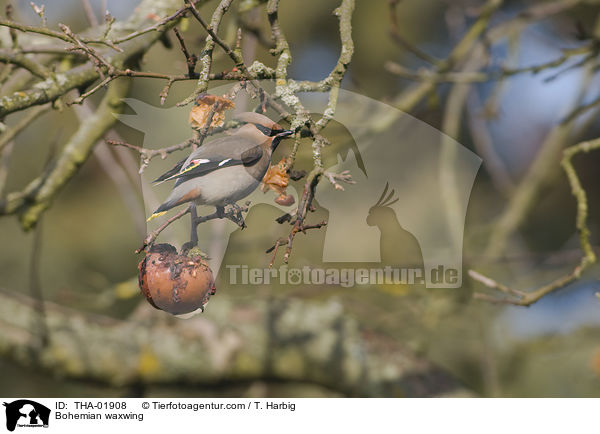 Seidenschwanz / Bohemian waxwing / THA-01908