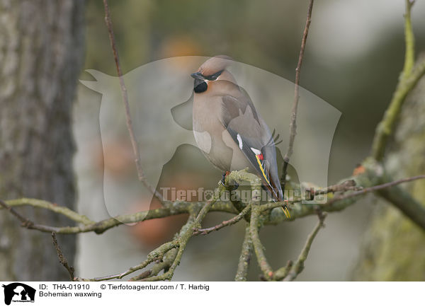 Bohemian waxwing / THA-01910
