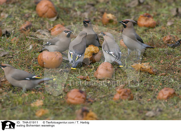 fressende Seidenschwnze / eating Bohemian waxwings / THA-01911