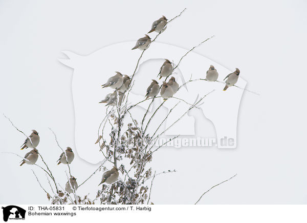 Bohemian waxwings / THA-05831