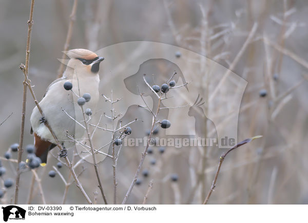 Seidenschwanz / Bohemian waxwing / DV-03390