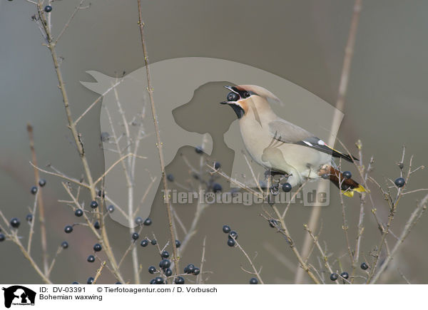 Bohemian waxwing / DV-03391