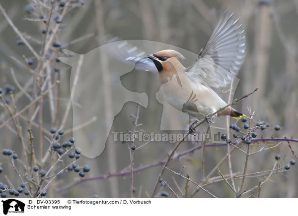 Bohemian waxwing / DV-03395