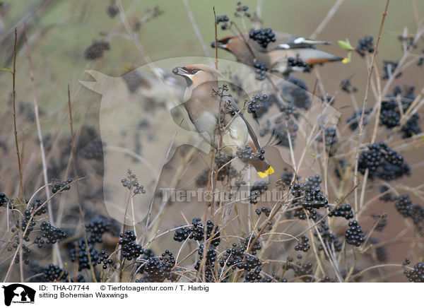 sitting Bohemian Waxwings / THA-07744