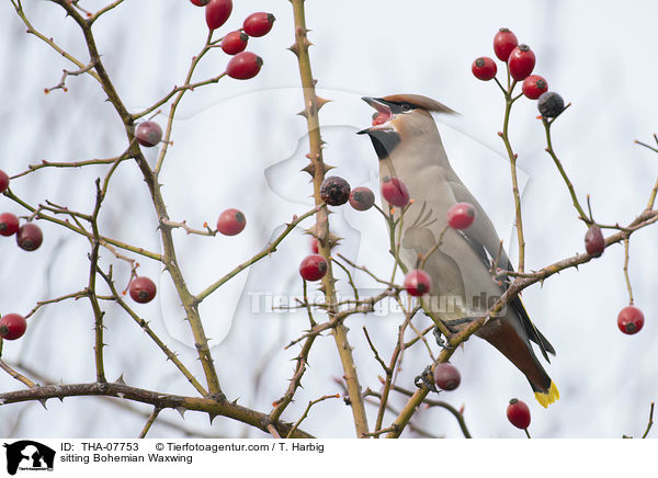 sitting Bohemian Waxwing / THA-07753