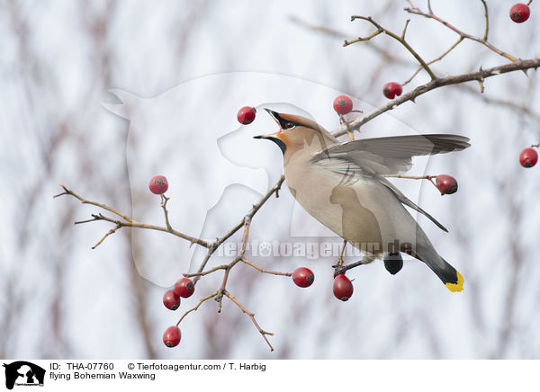 fliegender Seidenschwanz / flying Bohemian Waxwing / THA-07760