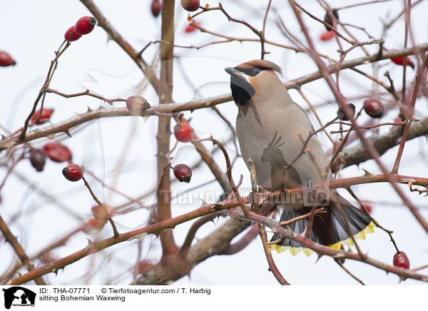 sitzender Seidenschwanz / sitting Bohemian Waxwing / THA-07771