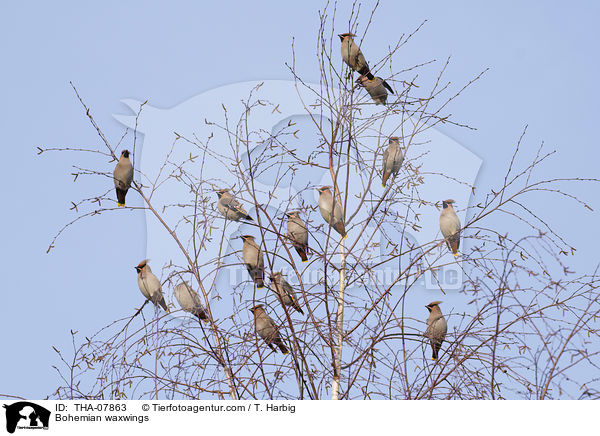 Bohemian waxwings / THA-07863