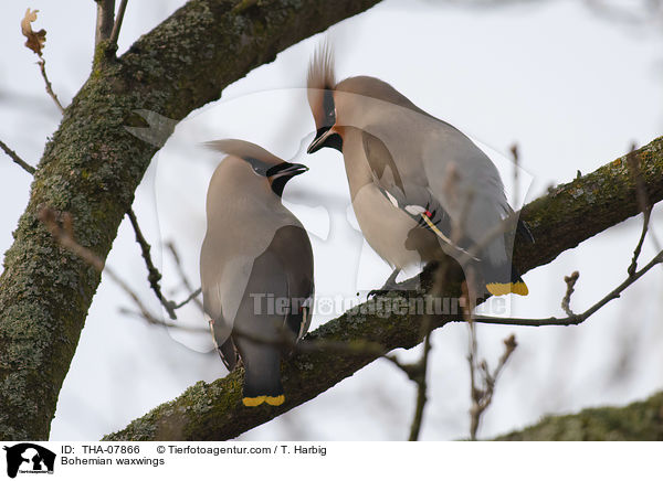 Bohemian waxwings / THA-07866