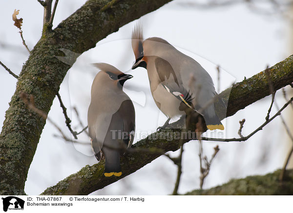 Bohemian waxwings / THA-07867