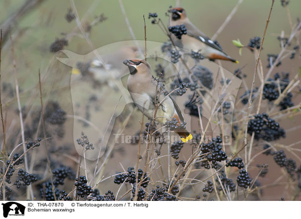 Bohemian waxwings / THA-07870