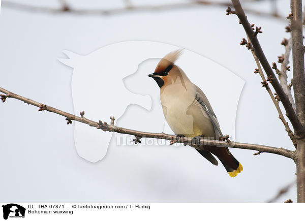 Bohemian waxwing / THA-07871