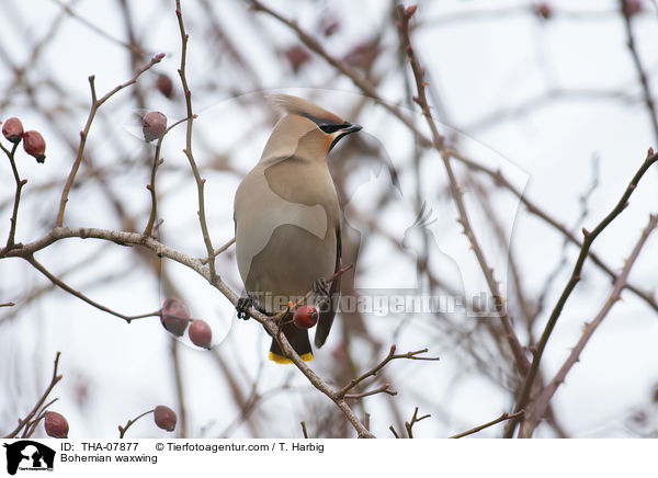 Bohemian waxwing / THA-07877