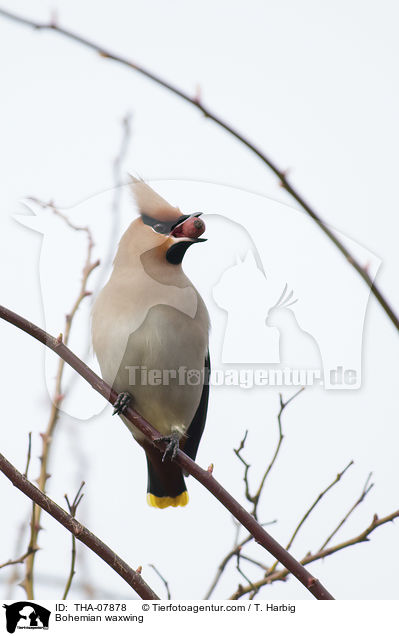 Bohemian waxwing / THA-07878
