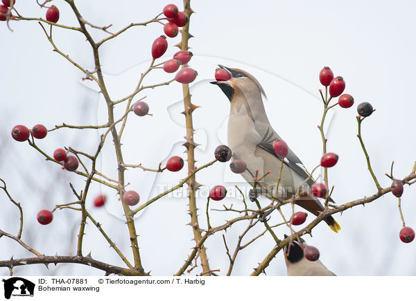 Bohemian waxwing / THA-07881