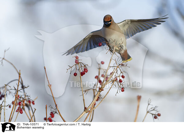 Seidenschwanz / Bohemian waxwing / THA-10571