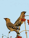 Bohemian Waxwing