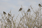 Bohemian waxwings