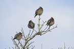 Bohemian waxwings