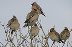Bohemian waxwings