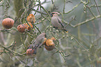 eating Bohemian waxwings