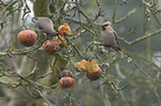 eating Bohemian waxwings