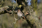 Bohemian waxwing