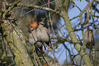 Bohemian waxwings