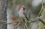 Bohemian waxwing