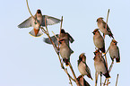 Bohemian waxwing