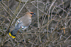 Bohemian waxwing