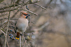 Bohemian waxwing