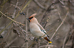 Bohemian waxwing