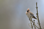 Bohemian waxwing