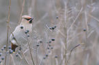 Bohemian waxwing