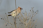 Bohemian waxwing