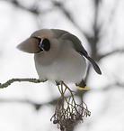 Bohemian waxwing