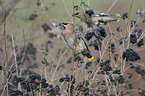 sitting Bohemian Waxwings