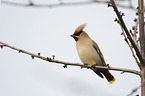 sitting Bohemian Waxwing