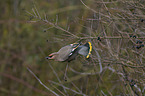 sitting Bohemian Waxwing
