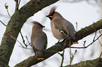 Bohemian waxwings