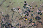 Bohemian waxwings
