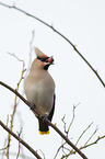 Bohemian waxwing