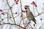Bohemian waxwing