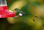 booted racket-tail
