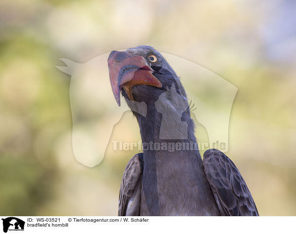 Felsentoko / bradfield's hornbill / WS-03521
